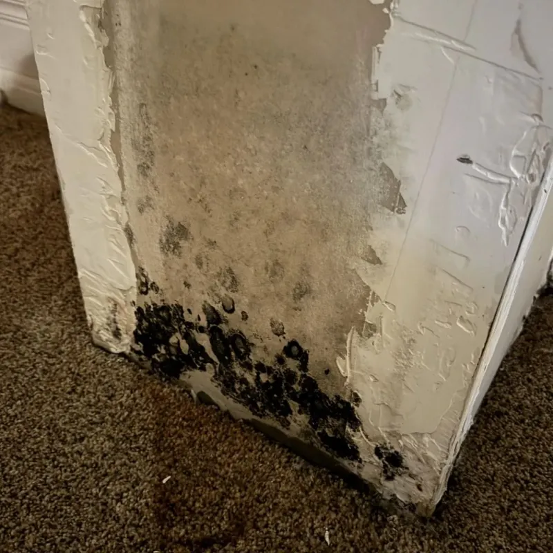 Professional Mold Removal in Blacksburg, VA